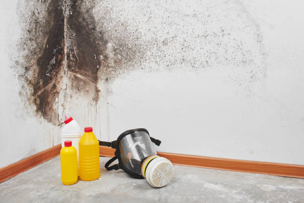 Best Water Damage Restoration  in Mirrormont, WA