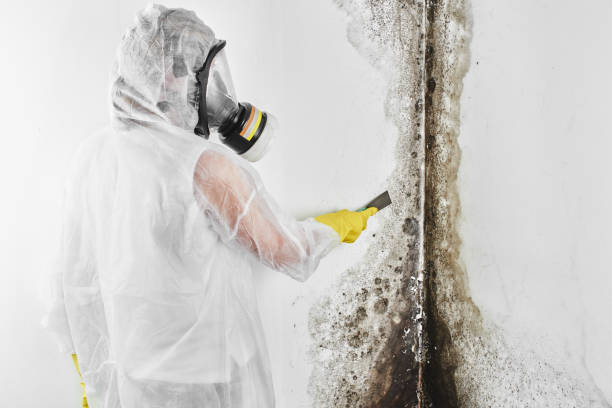 Best Attic Mold Removal  in Mirrormont, WA