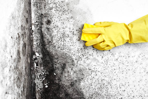 Mold Removal and Inspection in Mirrormont, WA