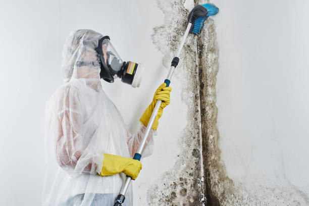 Best Commercial Mold Removal  in Mirrormont, WA