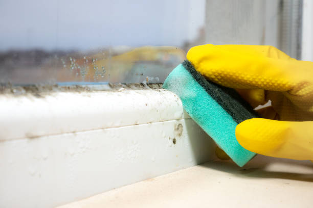 Attic Mold Removal in Mirrormont, WA