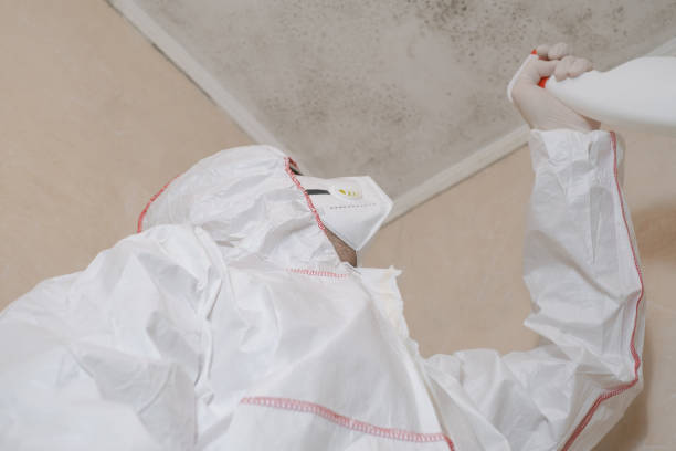 Best Attic Mold Removal  in Mirrormont, WA