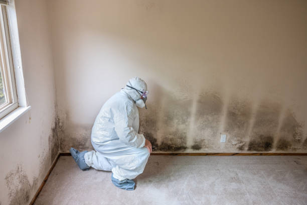 Best Emergency Mold Removal  in Mirrormont, WA