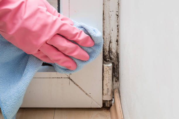 Best Mold Remediation Services  in Mirrormont, WA