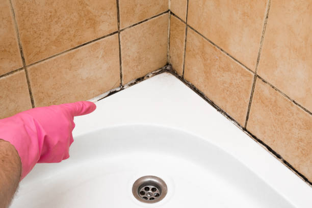 Best Mold Removal and Inspection  in Mirrormont, WA